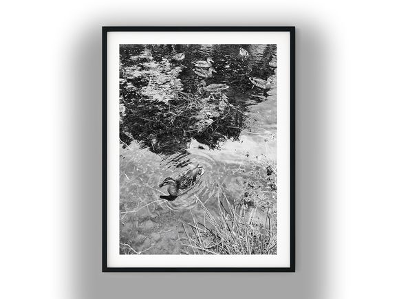 Ducks Swimming in a Clear Grassy Pond Black And White Photo Digital Download