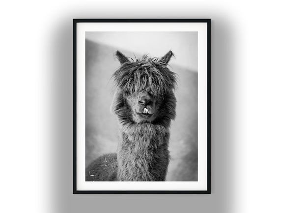 Funny Shaggy Alpaca Close-Up Portrait Photo Print Black and White Photo Digital Download