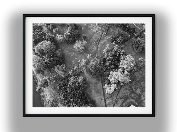 Aerial View of Mowbray Park Tree Canopy Black And White Photo Digital Download