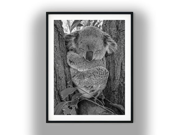 Koala Curled Up Asleep in Tree Fork Black and White Photo Digital Download