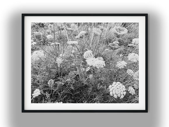 Queen Anne's Lace Wildflowers in Meadow Black And White Photo Digital Download