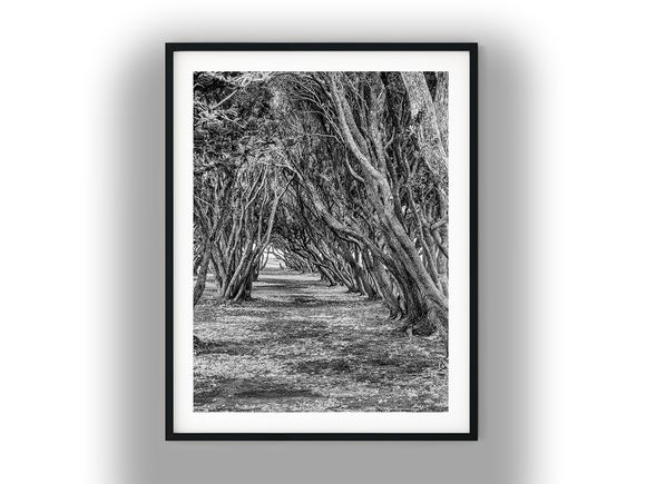 Gnarled Tree Canopy Over Walking Path Black And White Photo Digital Download
