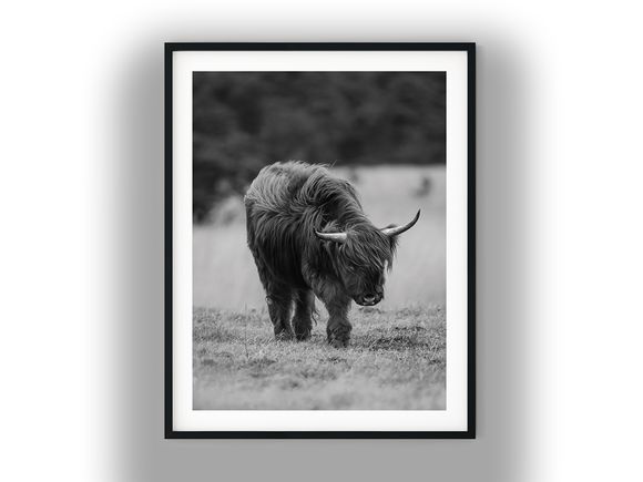 Highland Cow Grazing in Grassy Field Print Black and White Photo Digital Download
