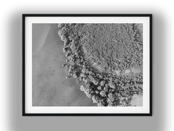 Aerial View of Coastal Mangrove Forest Black And White Photo Digital Download
