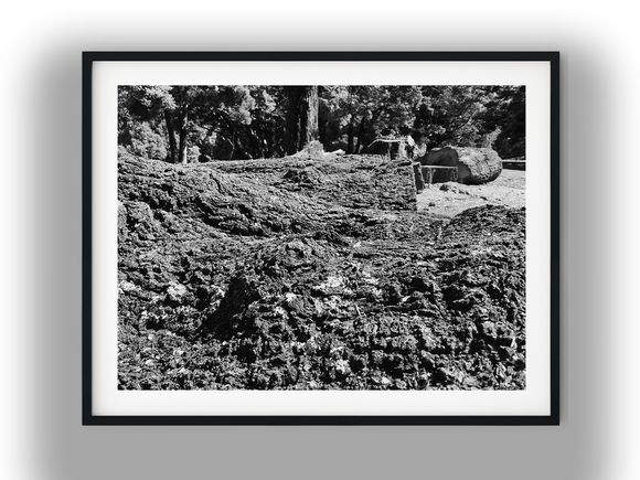 Close-Up of Rugged Fallen Tree Bark Black And White Photo Digital Download