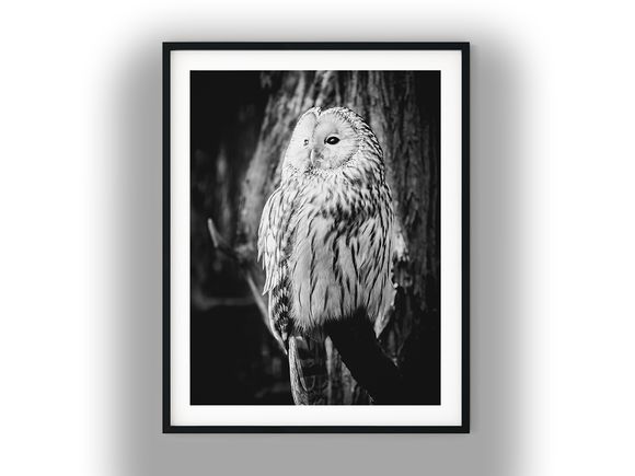 Close-Up Portrait of a Perched Owl Black and White Photo Digital Download