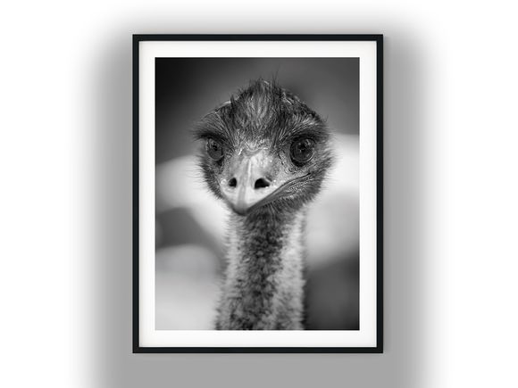 Close-Up Portrait of an Emu Black and White Photo Digital Download