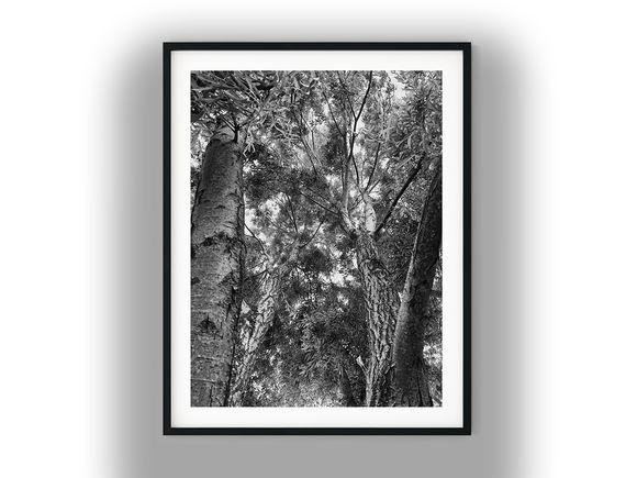 Low-Angle View Looking Up Through Tree Canopy Black And White Photo Digital Download