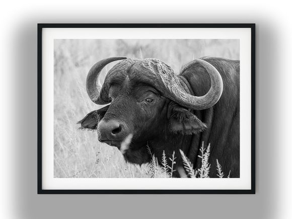 Close-Up African Cape Buffalo Portrait Black And White Photo Digital Download