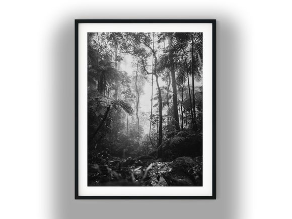 Foggy Tropical Rainforest with Palms and Ferns Black And White Photo Digital Download