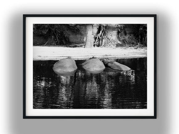 Three Hippopotamuses Resting in the Water Black and White Photo Digital Download