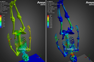 ANSYS Workbench 2024 R2 WBPZ archive with 3D model for Skeleton Drop Test