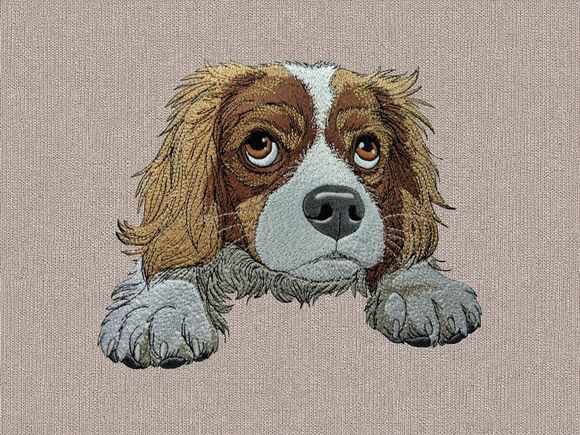 Hund Herzensbrecher