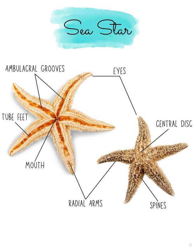 Slow Down Science: Ocean