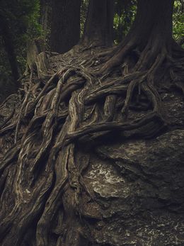 Root Chakra Distant Reiki Meditation