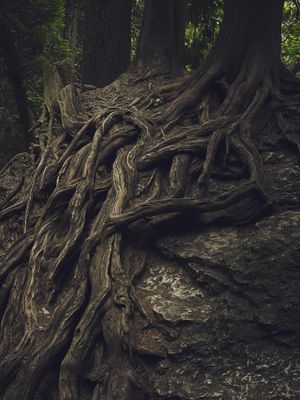 Root Chakra Distant Reiki Meditation