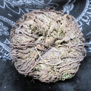 Rose of Jericho 