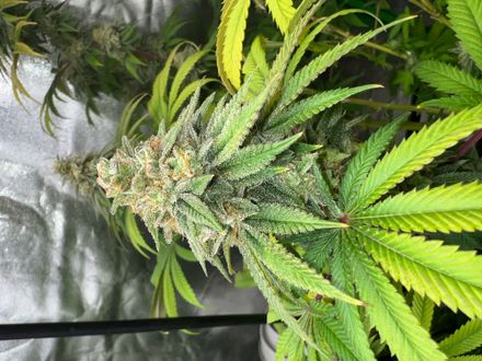 5 Pack - Garlic Custard Feminized