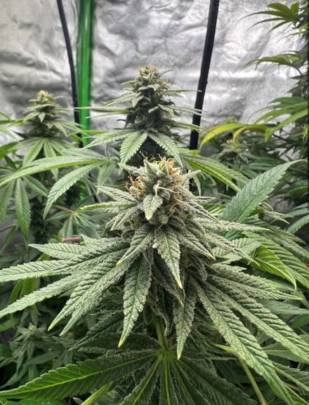 3 Pack - Garlic Custard Feminized
