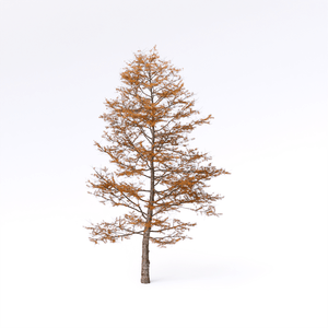 Larix kaempferi 06 - D5 Render