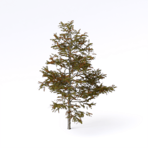Larix Decidua 05 - D5 Render