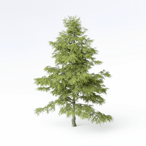 Cedrus Deodara 04 - D5 Render 
