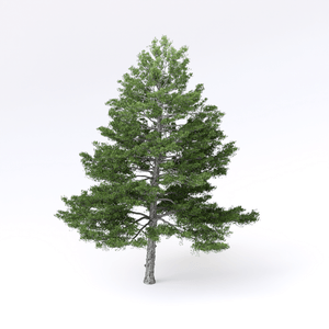 Pinus strobus 03 - D5 Render 