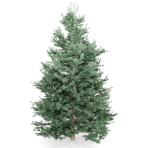 Abies Concolor 01 - D5 Render