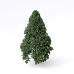 Cryptomeria Japonica 01 - D5 Render