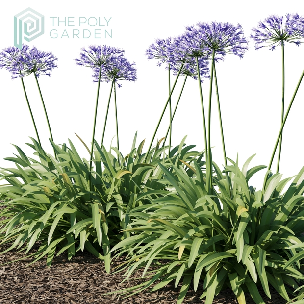 Agapanthus Africanus for 3DS Max  - Growfx Option Available