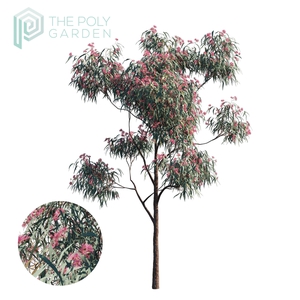 Eucalyptus Sideroxylon 06 for 3DS Max