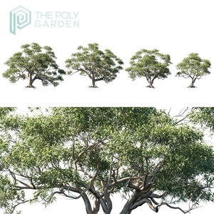 Eucalyptus Pauciflora for 3DS Max - GrowFX Option Available