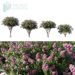 Lagerstroemia Indica (Crepe Myrtle) for 3DS Max - GrowFX Option Available
