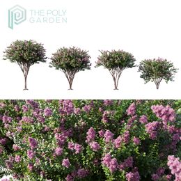 Lagerstroemia Indica (Crepe Myrtle) for 3DS Max - GrowFX Option Available