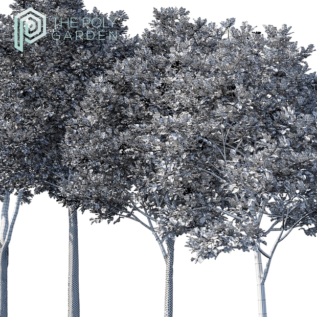 Cupaniopsis Anacardioides (Tuckeroo) for 3DS Max - Growfx Option Available