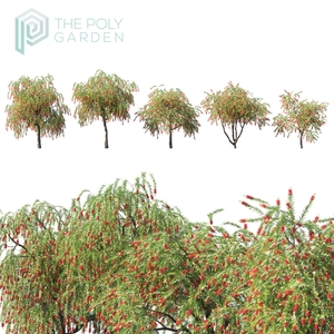 Callistemon Viminalis ‘Dawson River’ Weeper for 3DS Max - GrowFX Option Available