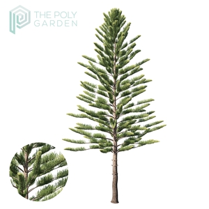 Araucaria Heterophylla 01 for 3DS Max