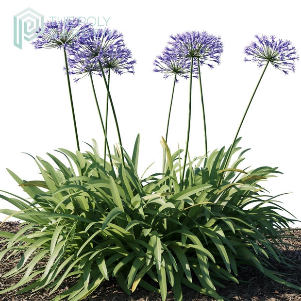 Agapanthus Africanus for 3DS Max  - Growfx Option Available