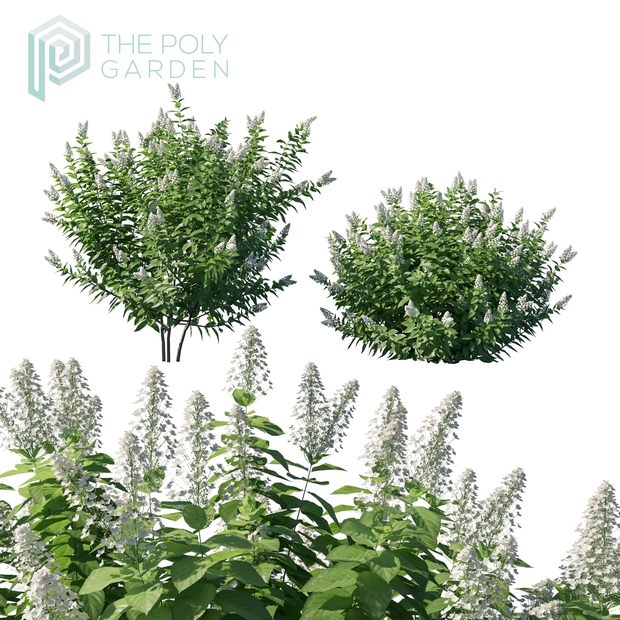 Hydrangea Paniculata &#x27;Tardiva&#x27; for 3DS Max - GrowFX Option Available