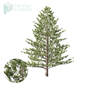 Araucaria Columnaris 03 for 3DS Max