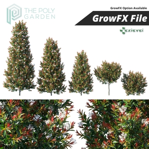 Photinia Fraseri Little Red Robin for 3DS Max - Growfx Option Available