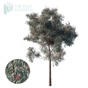 Eucalyptus Sideroxylon 01 for 3DS Max