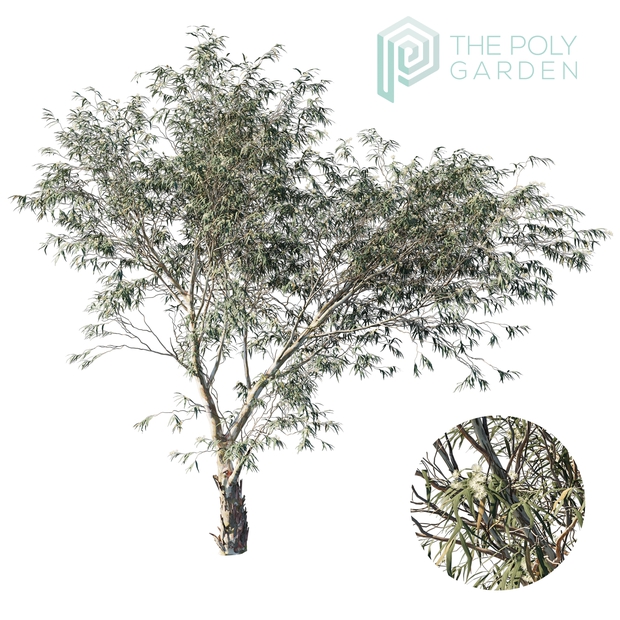 Eucalyptus Saligna Bundle for 3DS Max