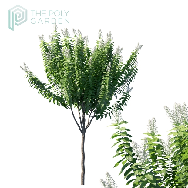 Hydrangea Paniculata &#x27;Tardiva&#x27; for 3DS Max - GrowFX Option Available