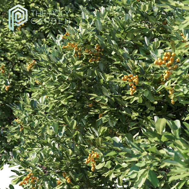 Cupaniopsis Anacardioides (Tuckeroo) for 3DS Max - Growfx Option Available