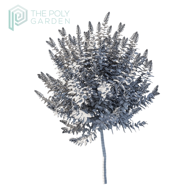 Hydrangea Paniculata &#x27;Tardiva&#x27; for 3DS Max - GrowFX Option Available