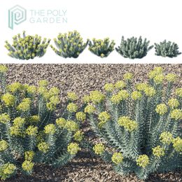 Euphorbia Rigida for 3DS Max