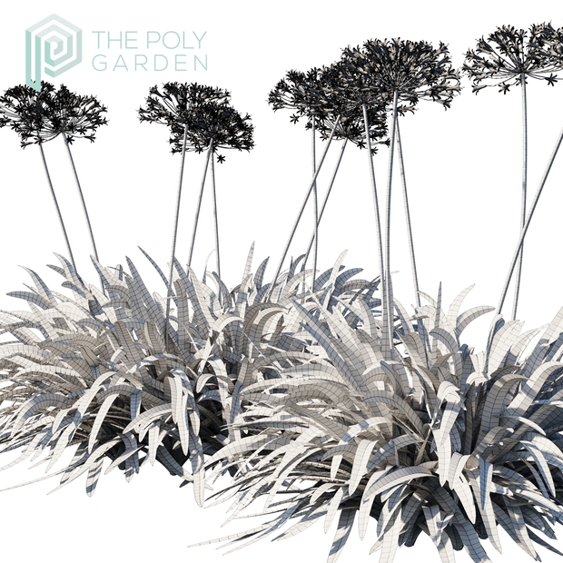 Agapanthus Africanus for 3DS Max  - Growfx Option Available