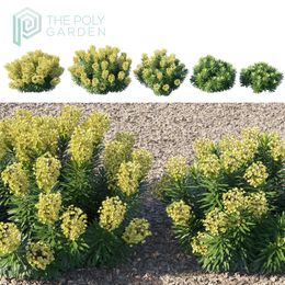 Euphorbia Characias Red Wing for 3DS Max