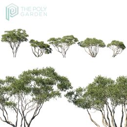 Eucalyptus Pauciflora Snow Gum for 3DS Max - GrowFX Option Available